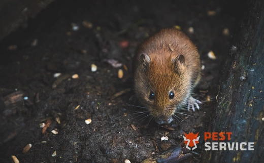 Дератизация в Армавире